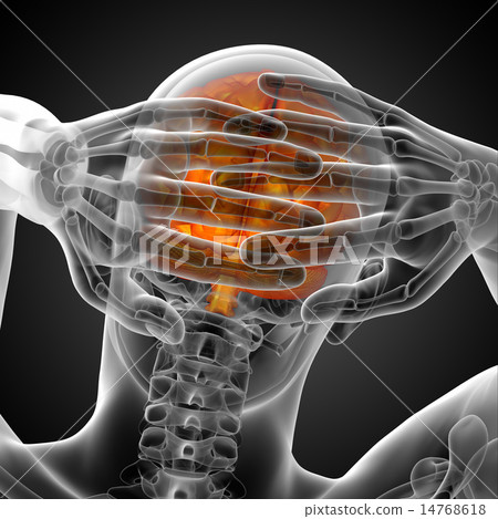 3D medical illustration of the brain 3D medical illustration of the brain 14768618