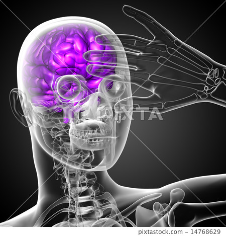 3D medical illustration of the brain 3D medical illustration of the brain 14768629
