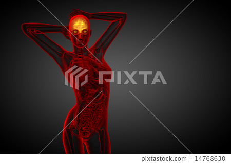 3D medical illustration of the brain 14768630