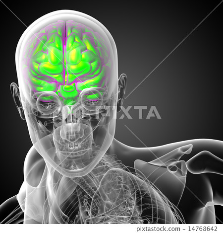 3D medical illustration of the brain 14768642