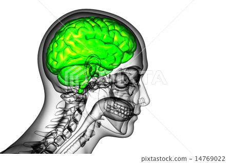 3D medical illustration of the brain 3D medical illustration of the brain 14769022