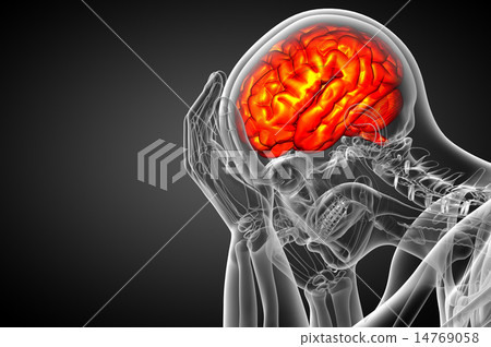 3D medical illustration of the brain 14769058