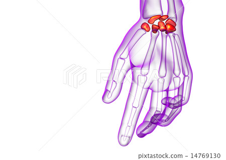 3d rendered illustration of the human carpal bones 3d rendered illustration of the human carpal bones 14769130