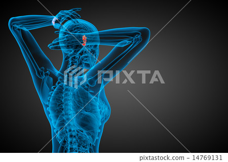 3d rendered illustration of the human carpal bones 3d rendered illustration of the human carpal bones 14769131