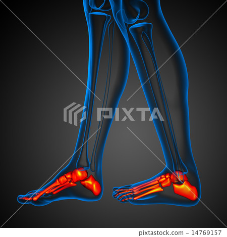 3d rendered illustration of the foot bone 3d rendered illustration of the foot bone 14769157