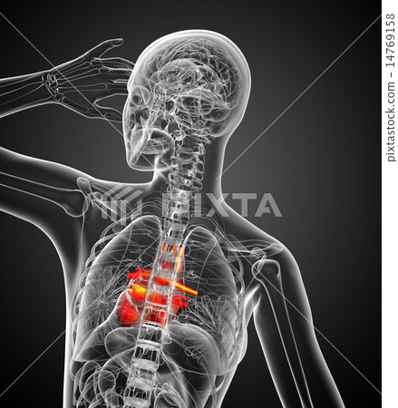 3d rendered medical illustration of a human heart 3d rendered medical illustration of a human heart 14769158