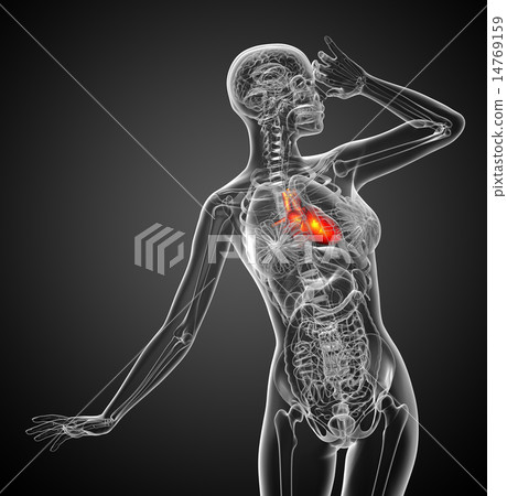3d rendered medical illustration of a human heart 14769159