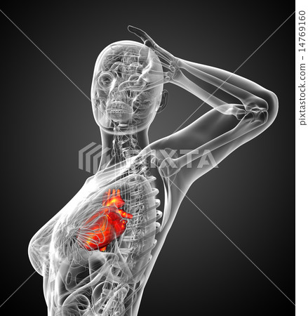 3d rendered medical illustration of a human heart 3d rendered medical illustration of a human heart 14769160