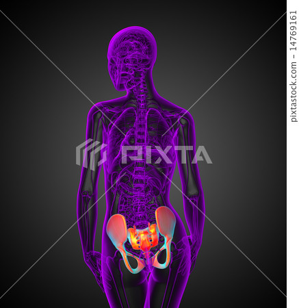 3d render medical illustration of the hip 3d render medical illustration of the hip 14769161