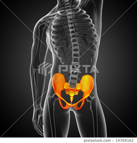 3D medical illustration of the pelvis bone 3D medical illustration of the pelvis bone 14769162
