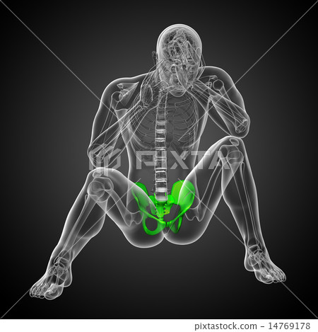 3D medical illustration of the pelvis bone 3D medical illustration of the pelvis bone 14769178