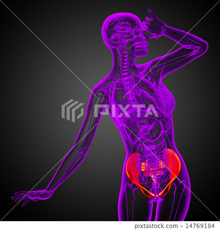 3D medical illustration of the pelvis bone 14769184