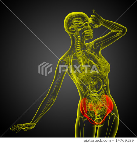 3D medical illustration of the pelvis bone 3D medical illustration of the pelvis bone 14769189