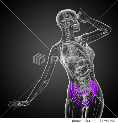 3D medical illustration of the pelvis bone 3D medical illustration of the pelvis bone 14769190