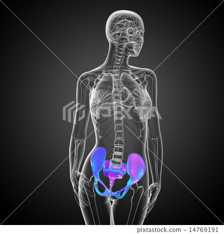 3D medical illustration of the pelvis bone 14769191