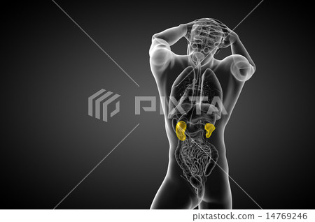 3d render medical illustration of the human kidney 14769246