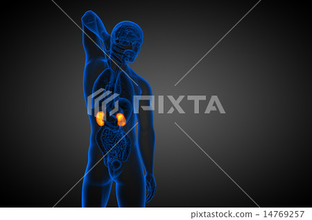3d render medical illustration of the human kidney 3d render medical illustration of the human kidney 14769257