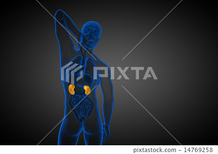 3d render medical illustration of the human kidney 3d render medical illustration of the human kidney 14769258