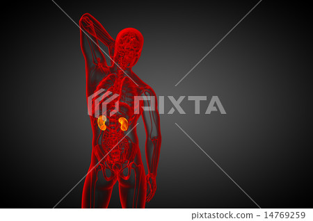 3d render medical illustration of the human kidney 3d render medical illustration of the human kidney 14769259