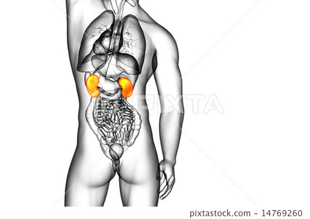 3d render medical illustration of the human kidney 3d render medical illustration of the human kidney 14769260