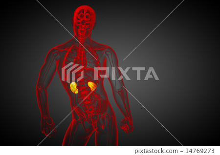 3d render medical illustration of the human kidney 3d render medical illustration of the human kidney 14769273