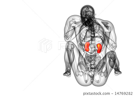3d render medical illustration of the human kidney 14769282