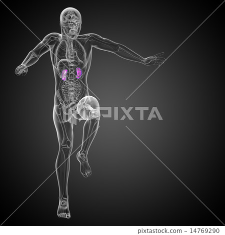 3d render medical illustration of the human kidney 14769290