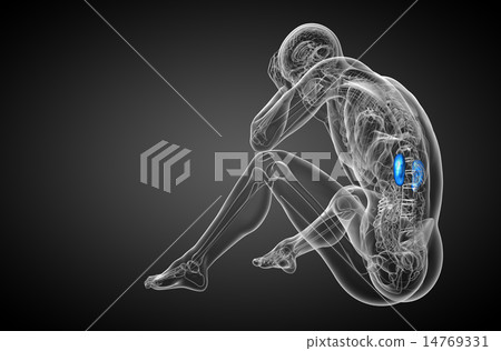 3d render medical illustration of the human kidney 14769331