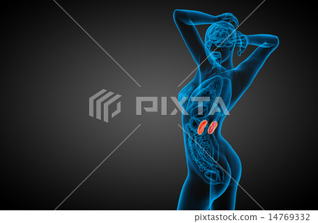 3d render medical illustration of the human kidney 14769332