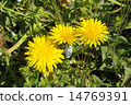 Hibiya Park's Kivana (Western) dandelion 14769391