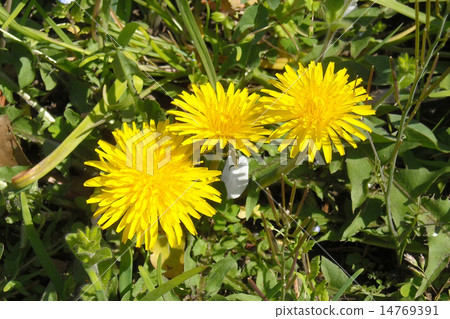 Hibiya Park's Kivana (Western) dandelion 14769391
