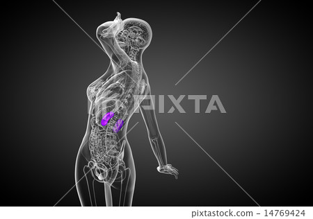 3d render medical illustration of the human kidney 14769424