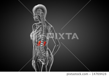 3d render medical illustration of the human kidney 14769428