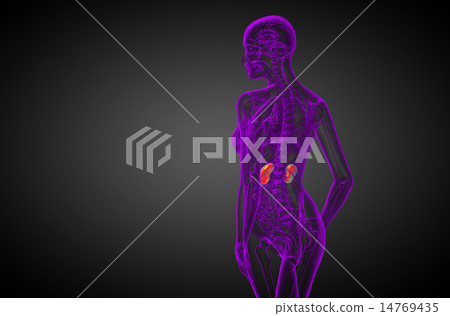 3d render medical illustration of the human kidney 14769435