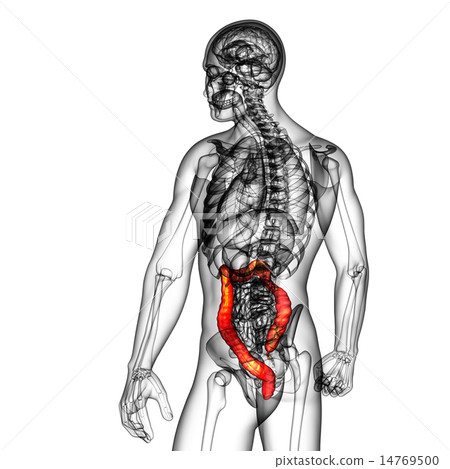 3d render illustration of the human larg intestine 3d render illustration of the human larg intestine 14769500