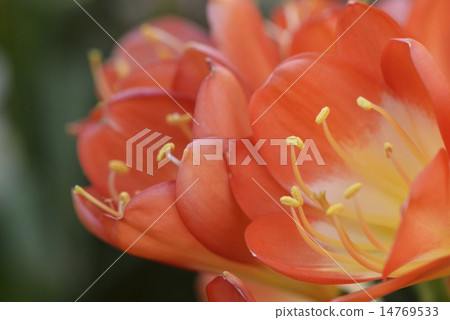 Flower of Kuribia (Kimiko Ran) Flower of Kuribia (Kimiko Ran) 14769533