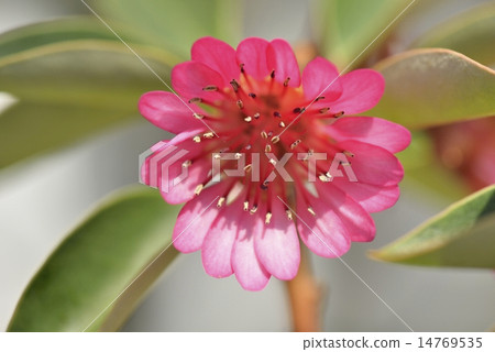 Rodreia flower 14769535