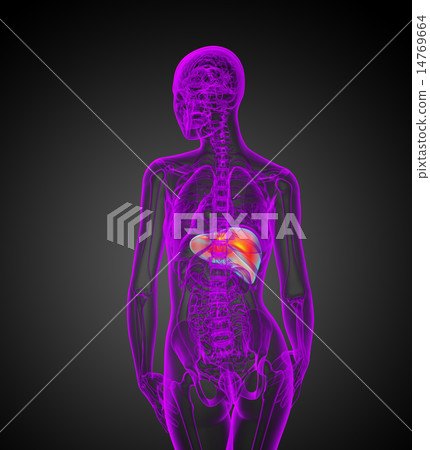 3d render medical illustration of the liver 14769664