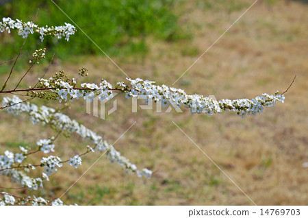 Yukiyanagi（Yukiyanagi） 14769703