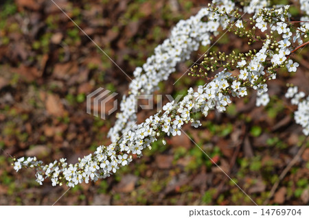 Yukiyanagi（Yukiyanagi） 14769704