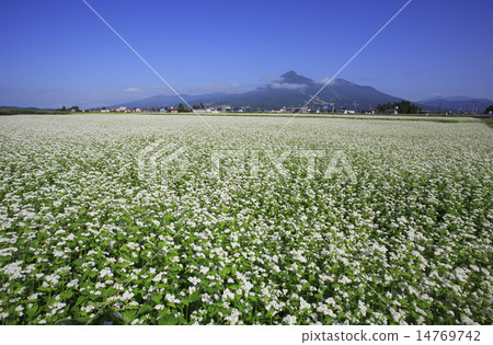 萬代和蕎麥麵 14769742
