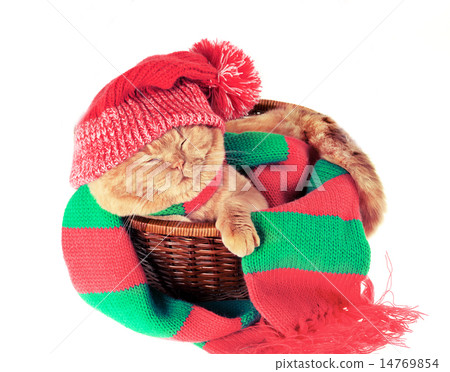 Cat wearing hat and scarf sleeping in a basket Cat wearing hat and scarf sleeping in a basket 14769854
