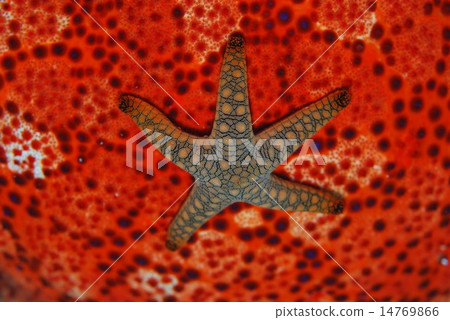 Starfish Starfish 14769866