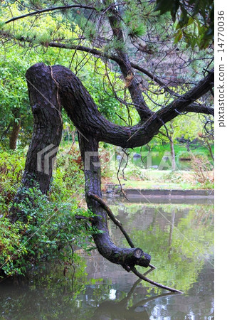 一棵纏繞的松樹 14770036