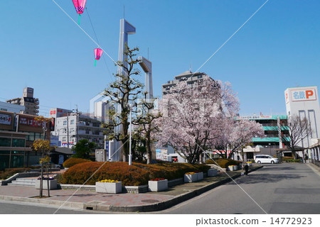 ◆桜❀◆ Iwakura Station West Exit Station Rotary Sakura - Stock