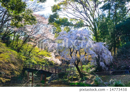 日本庭園的濱松城公園春天 14773438