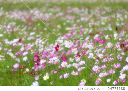  Cosmos field 14773688