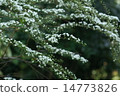 Willow flower 14773826
