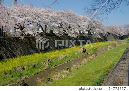 Cherry blossoms and rape blossoms, Tachikawa, Negawa On the river banks from the west end of the Midorigawa 14773857