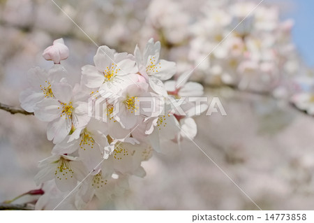 Cherry tree, petal, cherry color 14773858
